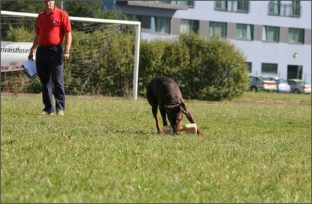 Sasha - Estonia championship 2007  in IPO 3